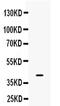 Bone Morphogenetic Protein 6 antibody, PA5-78879, Invitrogen Antibodies, Western Blot image 