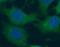 Apolipoprotein B MRNA Editing Enzyme Catalytic Subunit 3G antibody, FNab00495, FineTest, Immunofluorescence image 