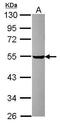 Protein Disulfide Isomerase Family A Member 6 antibody, PA5-31834, Invitrogen Antibodies, Western Blot image 