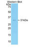 Coagulation factor V antibody, LS-C372570, Lifespan Biosciences, Western Blot image 