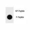 Inhibitor Of Nuclear Factor Kappa B Kinase Subunit Beta antibody, F48798-0.4ML, NSJ Bioreagents, Dot Blot image 
