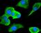 Cell Division Cycle 34 antibody, NBP2-67835, Novus Biologicals, Immunofluorescence image 
