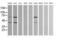 TRNA Methyltransferase 2 Homolog A antibody, MA5-26156, Invitrogen Antibodies, Western Blot image 