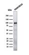 Glycoprotein 2 antibody, GTX34766, GeneTex, Western Blot image 