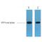 GFP-tag antibody, LS-C387469, Lifespan Biosciences, Western Blot image 