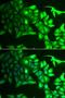 NEDD1 Gamma-Tubulin Ring Complex Targeting Factor antibody, orb373277, Biorbyt, Immunocytochemistry image 