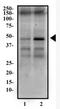 Lymphocyte Specific Protein 1 antibody, NBP1-74048, Novus Biologicals, Western Blot image 
