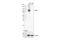 Lysyl Oxidase Like 2 antibody, 99680S, Cell Signaling Technology, Western Blot image 