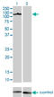 AXL Receptor Tyrosine Kinase antibody, LS-C196729, Lifespan Biosciences, Western Blot image 