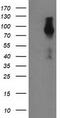 Fibroblast growth factor receptor 2 antibody, TA502798S, Origene, Western Blot image 