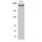 Protein Kinase, DNA-Activated, Catalytic Subunit antibody, LS-C383195, Lifespan Biosciences, Western Blot image 