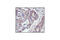 Cytochrome C Oxidase Subunit 4I1 antibody, 4850S, Cell Signaling Technology, Immunohistochemistry paraffin image 
