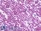Tripartite Motif Containing 28 antibody, LS-B10061, Lifespan Biosciences, Immunohistochemistry paraffin image 