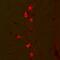 Glutamate Decarboxylase 1 antibody, A02002, Boster Biological Technology, Immunofluorescence image 