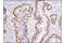 Vitamin D Receptor antibody, 12550S, Cell Signaling Technology, Immunohistochemistry paraffin image 