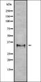Olfactory Receptor Family 2 Subfamily L Member 3 antibody, orb335659, Biorbyt, Western Blot image 