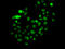 Mismatch repair endonuclease PMS2 antibody, LS-C748716, Lifespan Biosciences, Immunofluorescence image 