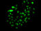PMS1 Homolog 2, Mismatch Repair System Component antibody, LS-C748716, Lifespan Biosciences, Immunofluorescence image 