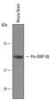 Bone Morphogenetic Protein 8b antibody, AF6305, R&D Systems, Western Blot image 