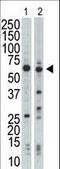 Nuclear Receptor Binding Protein 1 antibody, LS-C101178, Lifespan Biosciences, Western Blot image 