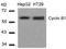 Cyclin B1 antibody, AP09514PU-N, Origene, Western Blot image 