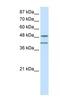 Ribonucleic Acid Export 1 antibody, NBP1-57186, Novus Biologicals, Western Blot image 