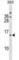 LIM Zinc Finger Domain Containing 3 antibody, abx025042, Abbexa, Western Blot image 