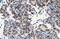 General Transcription Factor IIi antibody, 27-439, ProSci, Immunohistochemistry frozen image 