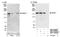 Misshapen Like Kinase 1 antibody, NBP1-22989, Novus Biologicals, Western Blot image 