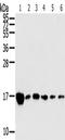 Ribosomal Protein Lateral Stalk Subunit P2 antibody, TA350371, Origene, Western Blot image 