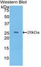 Tissue Factor Pathway Inhibitor 2 antibody, MBS2002243, MyBioSource, Western Blot image 