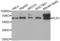 Polo Like Kinase 1 antibody, LS-C332156, Lifespan Biosciences, Western Blot image 
