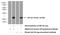 Gastric Inhibitory Polypeptide antibody, 18034-1-AP, Proteintech Group, Western Blot image 