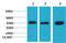 Mitogen-Activated Protein Kinase Kinase 2 antibody, GTX34070, GeneTex, Western Blot image 