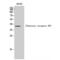 Olfactory Receptor Family 5 Subfamily P Member 2 antibody, LS-C385189, Lifespan Biosciences, Western Blot image 