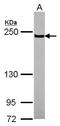 Lysine Demethylase 3B antibody, NBP2-17007, Novus Biologicals, Western Blot image 