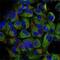 Nuclear Factor Kappa B Subunit 2 antibody, GTX54550, GeneTex, Immunocytochemistry image 