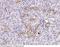 Insulin Like Growth Factor Binding Protein 2 antibody, 51124-T44, Sino Biological, Immunohistochemistry frozen image 