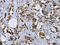 MLC20 antibody, CSB-PA042133, Cusabio, Immunohistochemistry paraffin image 