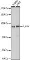 Furin, Paired Basic Amino Acid Cleaving Enzyme antibody, GTX55628, GeneTex, Western Blot image 