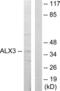 ALX Homeobox 3 antibody, LS-C118726, Lifespan Biosciences, Western Blot image 