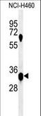 Potassium Channel Tetramerization Domain Containing 1 antibody, LS-C165454, Lifespan Biosciences, Western Blot image 