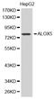 Arachidonate 5-Lipoxygenase antibody, LS-C331942, Lifespan Biosciences, Western Blot image 