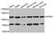 Neurotrophic Receptor Tyrosine Kinase 1 antibody, MBS126348, MyBioSource, Western Blot image 