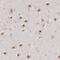 Integrator Complex Subunit 6 antibody, PA5-51599, Invitrogen Antibodies, Immunohistochemistry frozen image 