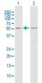 Mixed Lineage Kinase Domain Like Pseudokinase antibody, H00197259-B01P, Novus Biologicals, Western Blot image 