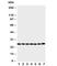 Calcyclin Binding Protein antibody, R30852, NSJ Bioreagents, Western Blot image 