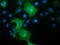 L1 Cell Adhesion Molecule antibody, LS-C115466, Lifespan Biosciences, Immunofluorescence image 