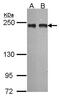 Melanoma inhibitory activity protein 3 antibody, PA5-21389, Invitrogen Antibodies, Western Blot image 