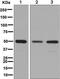 MUM1 antibody, ab133590, Abcam, Western Blot image 